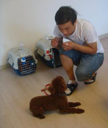 泰迪狗狗的训练方法:图上这种泰迪狗狗不会是串的吧？平时你们是怎么训练狗狗的呢？