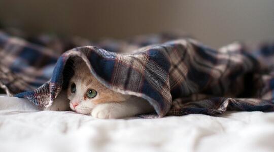 请问把猫接回家的前一天和后一天各位铲屎官的心情和家里的变化是怎样的？