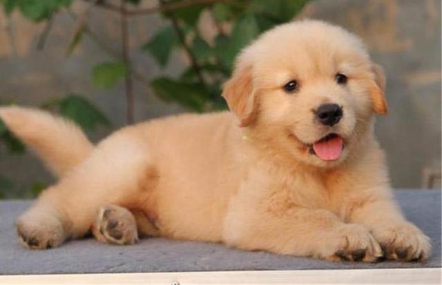赛级金毛母犬的标准:赛级金毛什么样？怎么才能评的上赛级狗狗？ 母金毛成犬能长多大