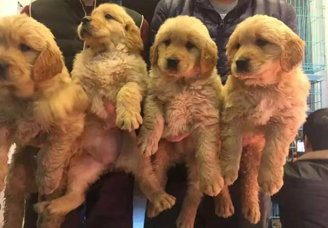 赛级金毛母犬的标准:赛级金毛什么样？怎么才能评的上赛级狗狗？ 母金毛成犬能长多大