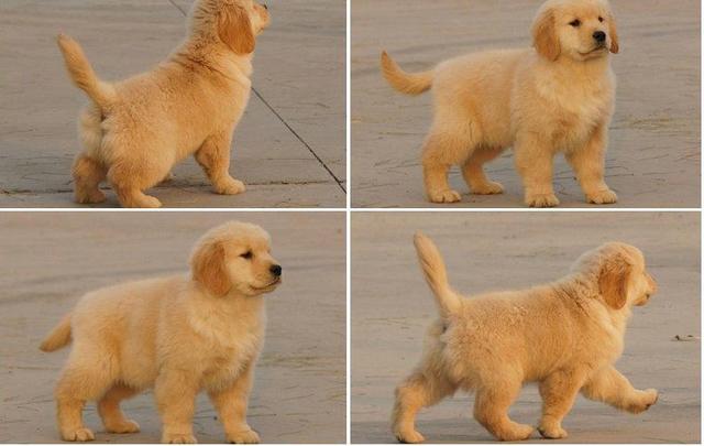 赛级金毛母犬的标准:赛级金毛什么样？怎么才能评的上赛级狗狗？ 母金毛成犬能长多大