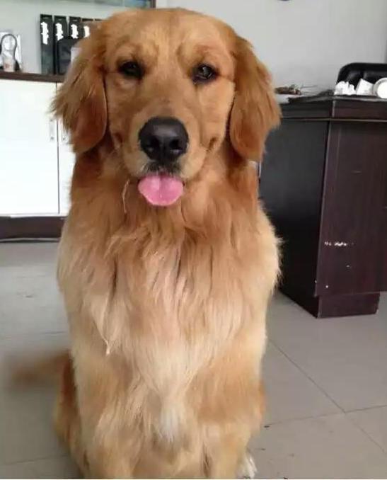 赛级金毛母犬的标准:赛级金毛什么样？怎么才能评的上赛级狗狗？ 母金毛成犬能长多大