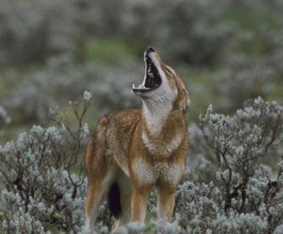 豺和狼有什么区别,豺群和狼群的性质一样吗？