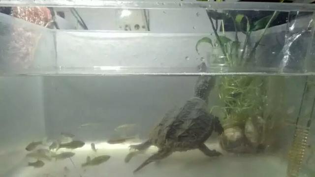 鳄龟怎么养长得快，大鳄龟的饲养方法是怎样的