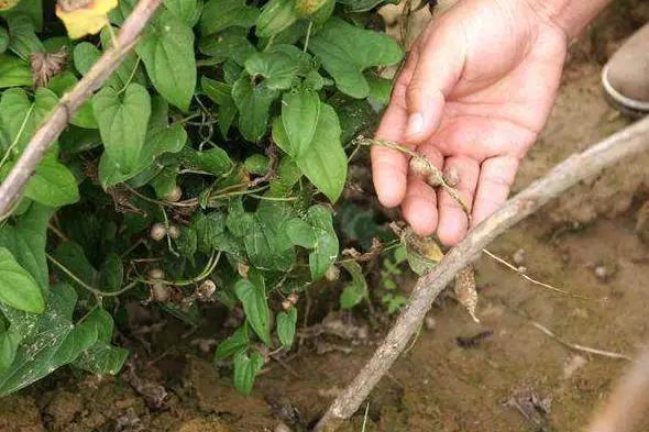 头条问答 - 脚板苕有果实吗?(2个回答)