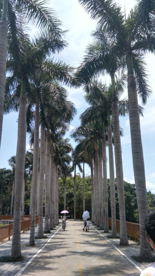 狗斗狼视频:一个赤手空拳的成年人能对付一条狼吗？