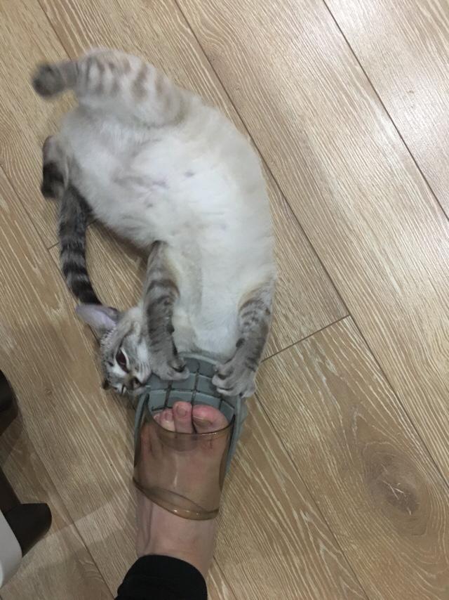 为什么晚上睡觉时猫咪总喜欢靠近自己的头，而且咕噜声还很大？插图42