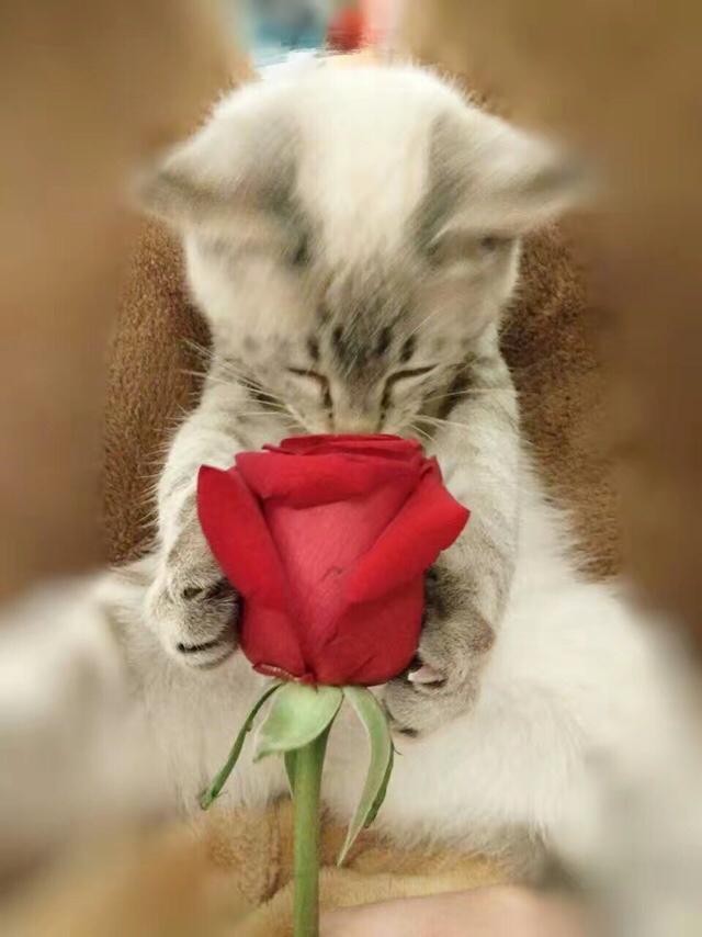 为什么晚上睡觉时猫咪总喜欢靠近自己的头，而且咕噜声还很大？插图45