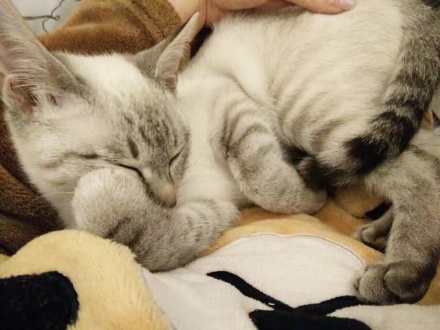 为什么晚上睡觉时猫咪总喜欢靠近自己的头，而且咕噜声还很大？插图46