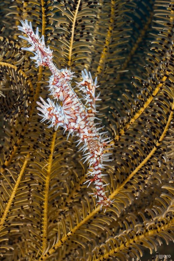 红唇蝙蝠鱼介绍:深海中有哪些奇妙的生物？