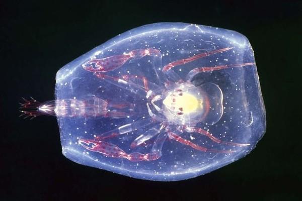 红唇蝙蝠鱼的资料:深海中有哪些奇妙的生物？