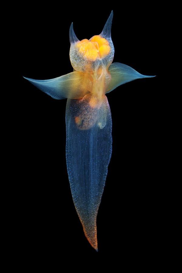 红唇蝙蝠鱼的资料:深海中有哪些奇妙的生物？