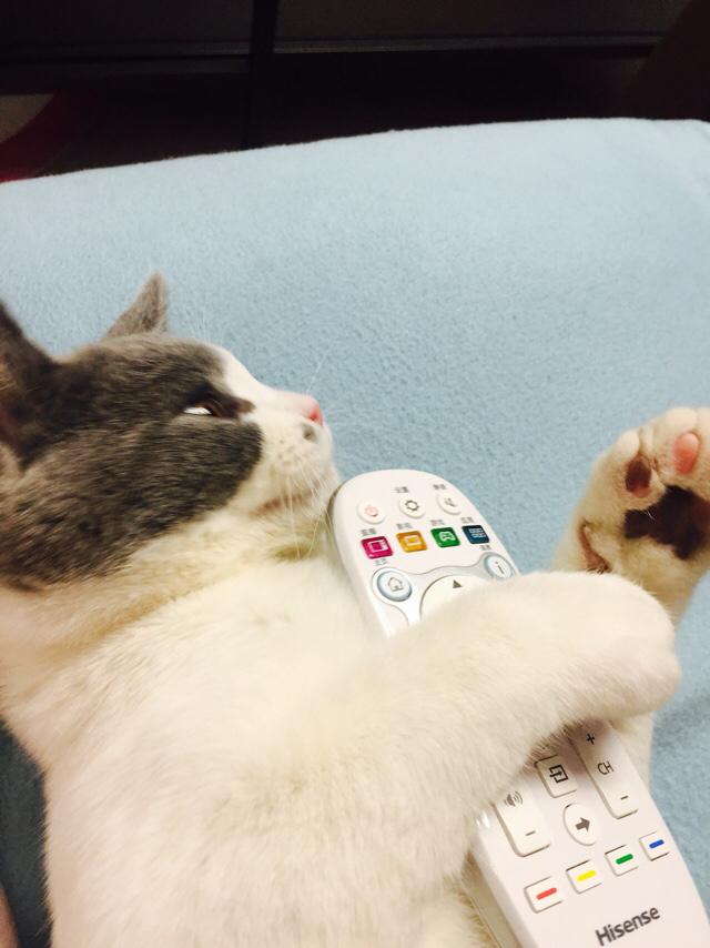 甜蜜猫猫漫画1卷:刚买的小猫需要隔离几天？