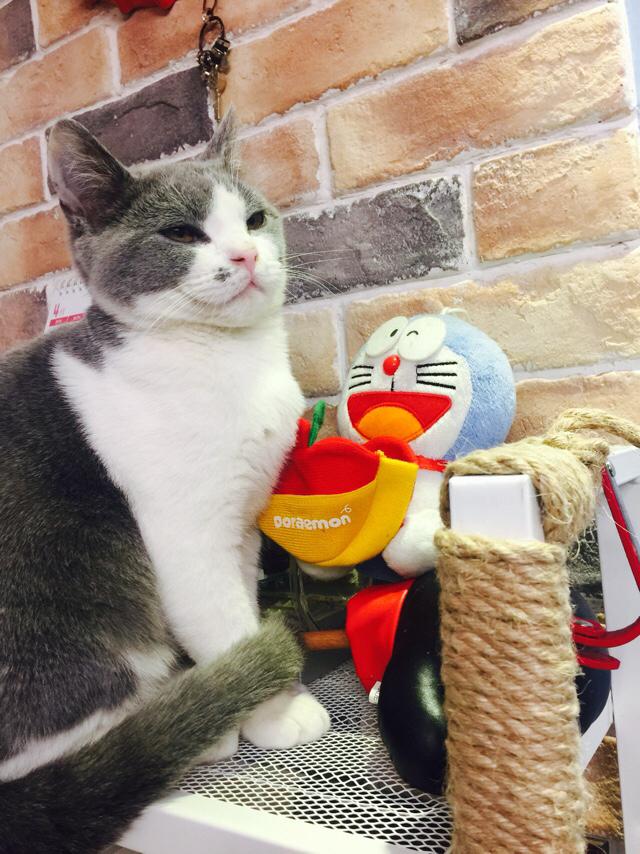甜蜜猫猫漫画1卷:刚买的小猫需要隔离几天？