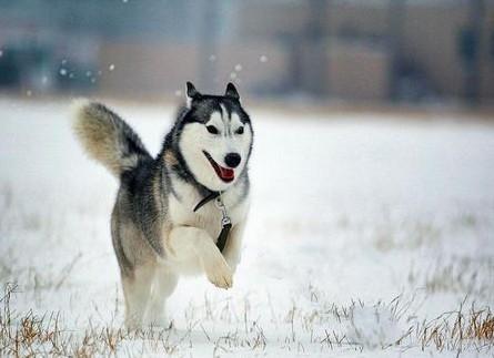 戈登雪达犬价格:哈士奇可以长多大？多大算成犬？寿命有多长？