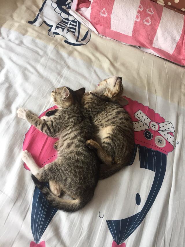 两只小猫咪图片:两只小猫咪图片大全可爱 从奶猫到成猫，颜值是如何演变的呢？