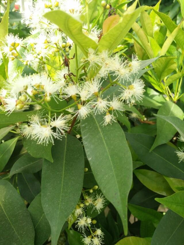 夏威夷竹和散尾葵图片:散尾葵和夏威夷竹的区别图片 凤尾竹怎样区别于散尾葵？