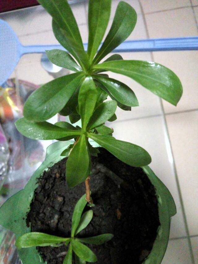 各位花友们看一下这是啥花？