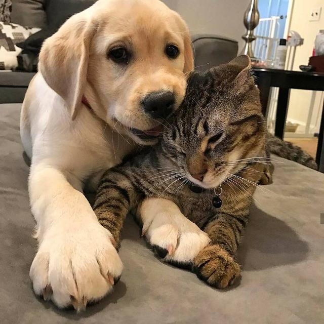 可爱的猫猫狗狗:猫咪或狗狗的歪头杀，是在卖萌还是在思考？