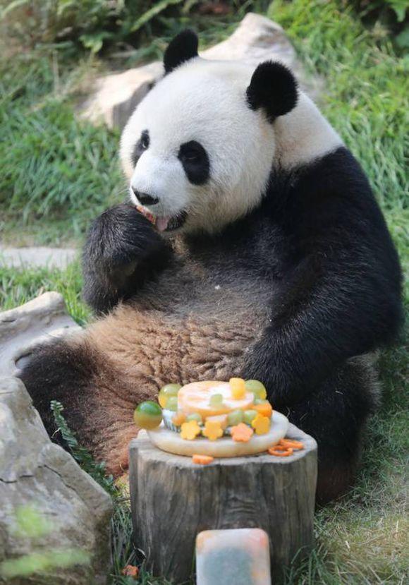 除了竹子熊猫还吃什么?(5个回答)