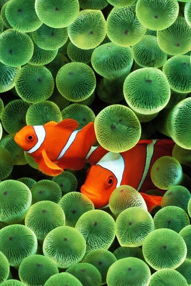 谁有ios1ios10的官方锁屏壁纸