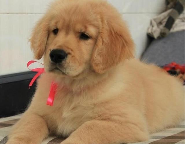 赛级金毛母犬的标准:赛级金毛什么样？怎么才能评的上赛级狗狗？ 母金毛成犬能长多大
