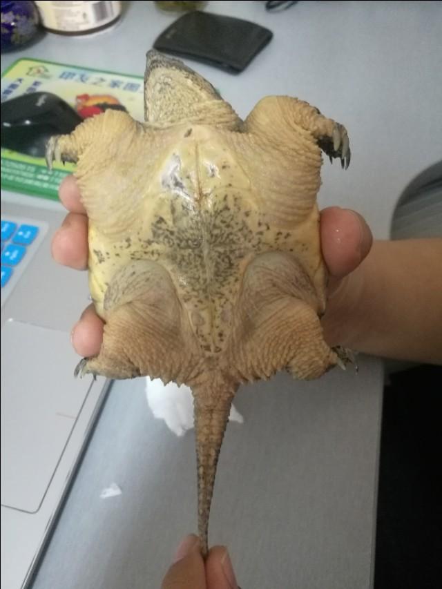 鳄龟的饲养:大鳄龟的饲养方法是怎样的？ 小鳄龟怎么养