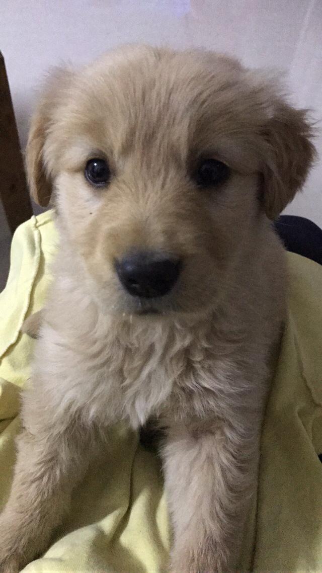 查理士王小猎犬幼犬多少钱一只:为什么动物可以近亲繁殖？