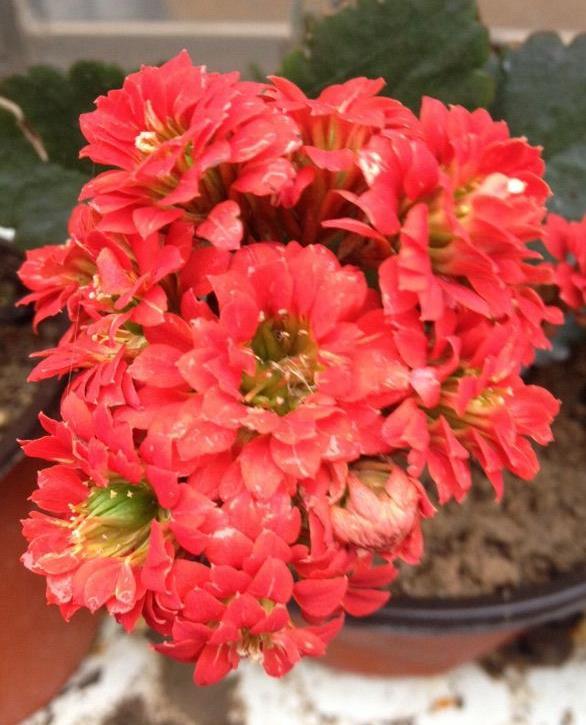 长春花，四季常绿，花色繁多，室内栽培要如何管理呢