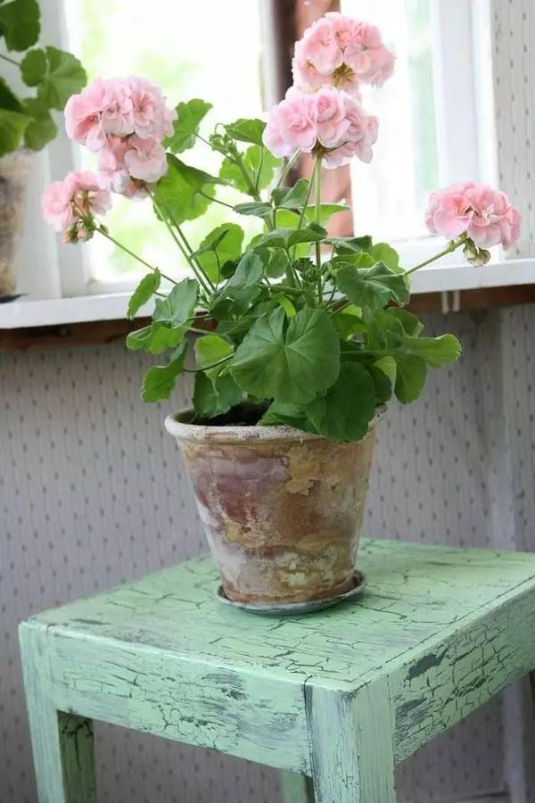 长春花，四季常绿，花色繁多，室内栽培要如何管理呢
