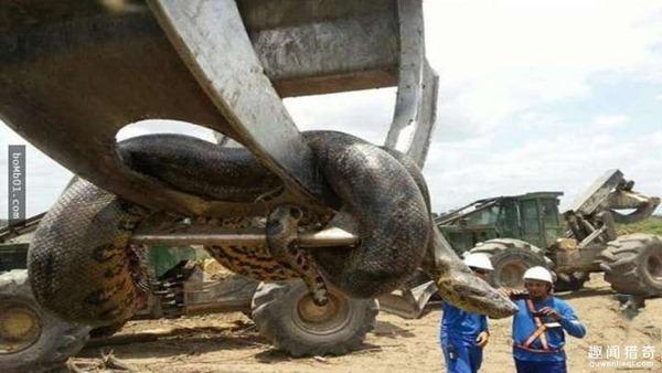 世上最大的蛇14554米，世界上最大的蛇究竟有多大