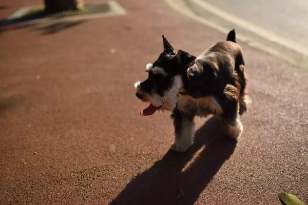 白色雪纳瑞犬小时候:家里养只雪纳瑞是怎么样的一种体验？