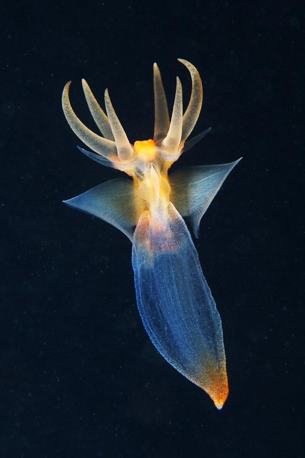 红唇蝙蝠鱼的资料:深海中有哪些奇妙的生物？