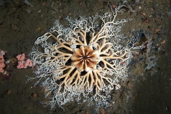 红唇蝙蝠鱼的资料:深海中有哪些奇妙的生物？