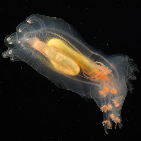 红唇蝙蝠鱼的资料:深海中有哪些奇妙的生物？