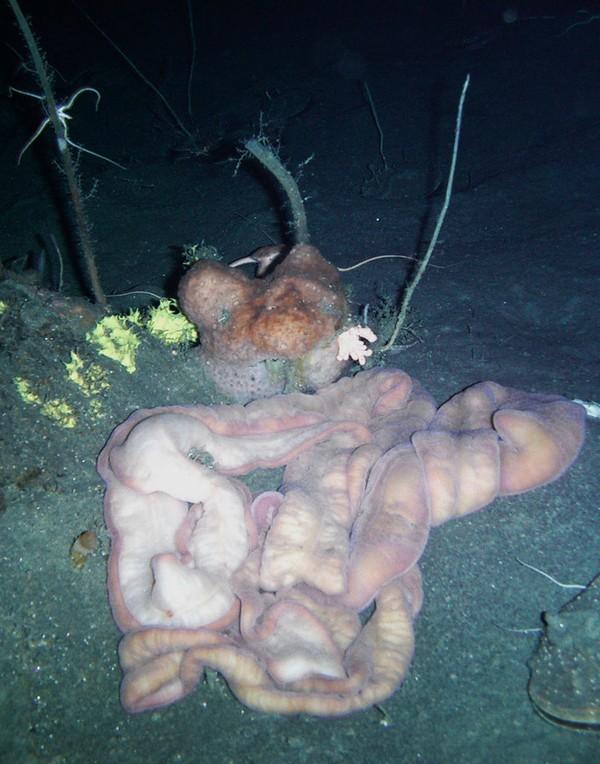红唇蝙蝠鱼的资料:深海中有哪些奇妙的生物？