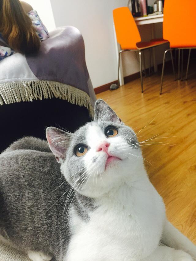 甜蜜猫猫漫画1卷:刚买的小猫需要隔离几天？