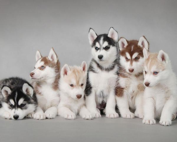 阿拉斯加犬和哈士奇的智商排名:我老是分不清二哈和阿拉斯加，这两只有什么不同呢？