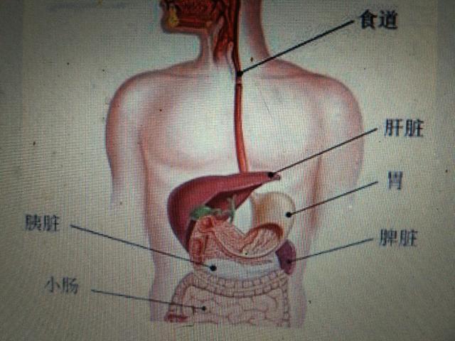 人体解剖脾脏的位置图片