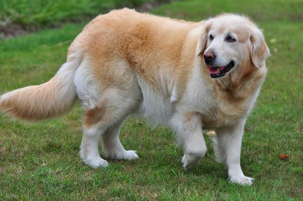 怎么训练成犬金毛狗狗:怎么训练小金毛 养金毛注意事项和常识！有训狗小窍门方法更好？