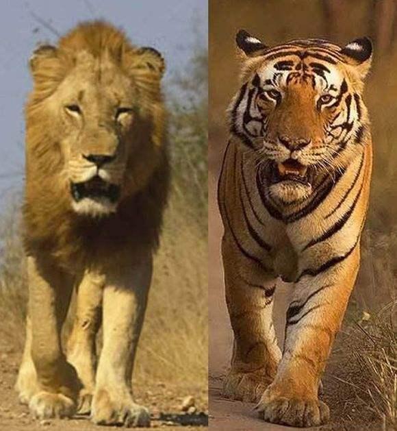 去非洲的那些老虎现在怎么样了，如果把老虎放在非洲会出现什么情况？
