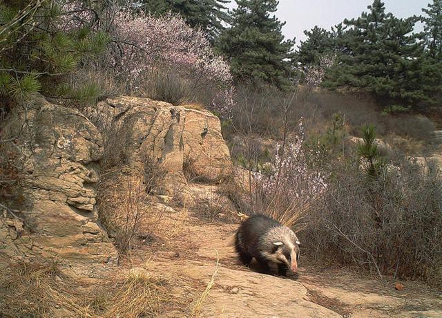 角百灵鸟巢怎么找:科学家在西伯利亚冻土中发现的古代角百灵遗骸距今约多少年？