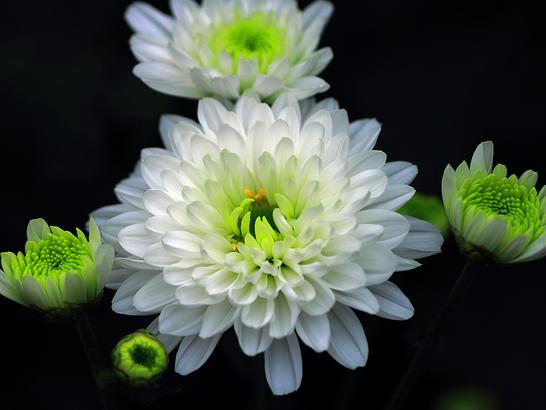 头条问答 白菊花属哪种菊 5个回答