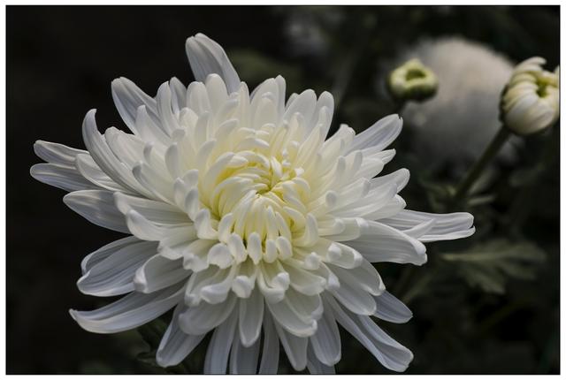 头条问答 白菊花属哪种菊 5个回答