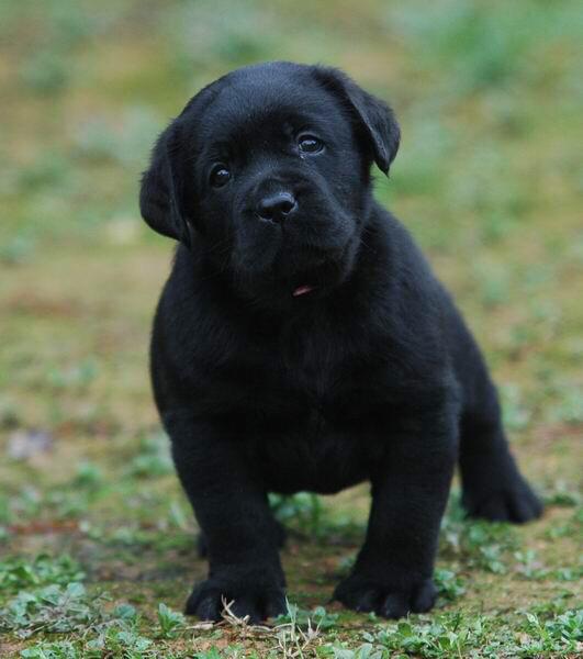 拉布拉多犬介绍图片:黑色的拉布拉多犬品种纯吗？ 拉布拉多犬图片黑色