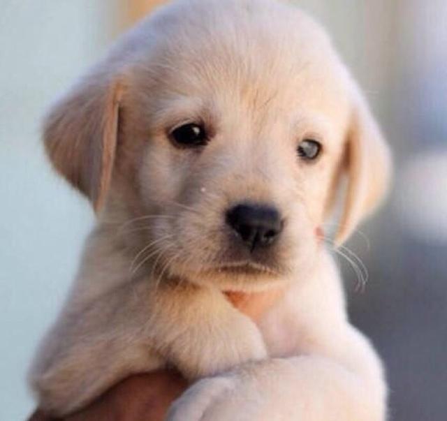拉布拉多犬介绍图片:黑色的拉布拉多犬品种纯吗？ 拉布拉多犬图片黑色