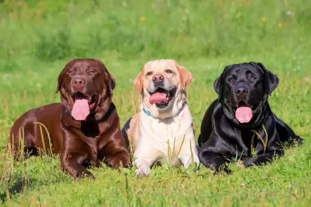 拉布拉多图片 警犬:警犬拉布拉多樱桃图片 拉布拉多犬有多少种毛色？你最喜欢哪种？