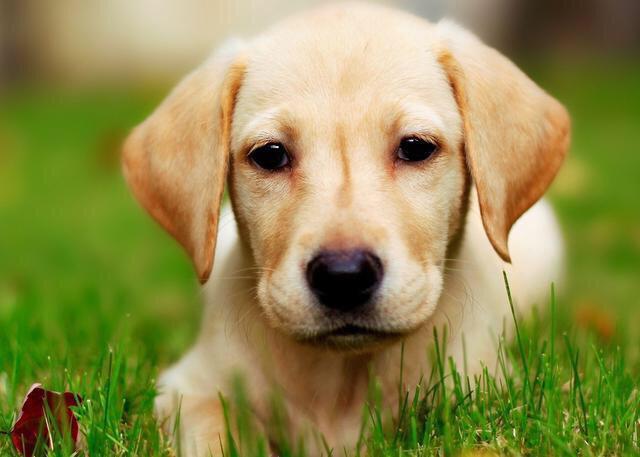 拉布拉多犬介绍图片:黑色的拉布拉多犬品种纯吗？ 拉布拉多犬图片黑色