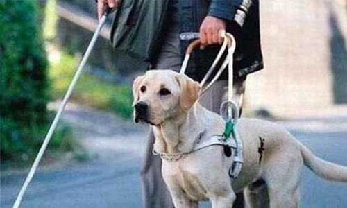 拉布拉多犬介绍图片:黑色的拉布拉多犬品种纯吗？ 拉布拉多犬图片黑色
