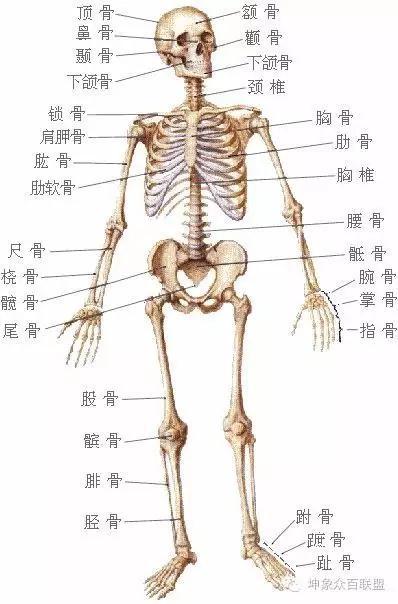 人体骨骼图:人体有206块骨头，中国人和日本人只有204块，这是真的吗？